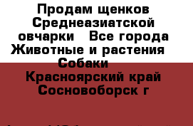 Продам щенков Среднеазиатской овчарки - Все города Животные и растения » Собаки   . Красноярский край,Сосновоборск г.